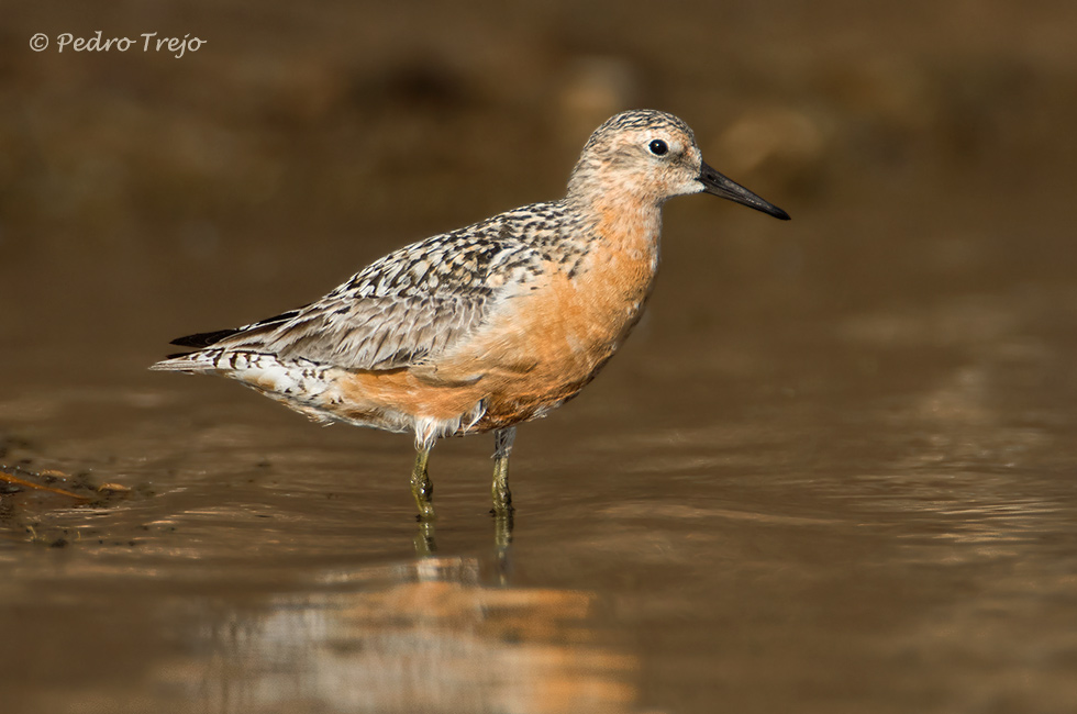 Correlimos gordo (Calidris canutus)